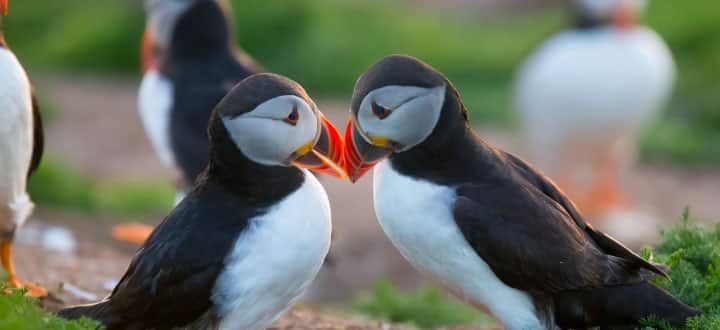 Arctic puffins can be seen throughout the region.