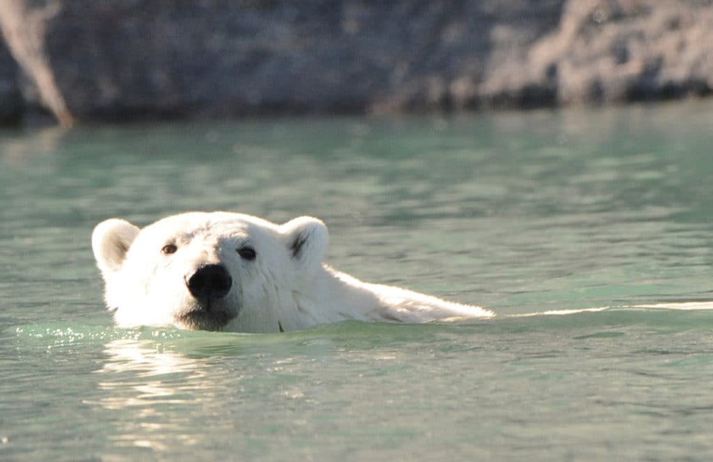 More than 3,000 polar bears roam the Svalbard region.