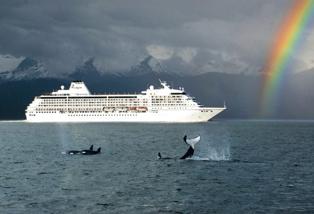 Orcas display in front of Seven Seas Mariner