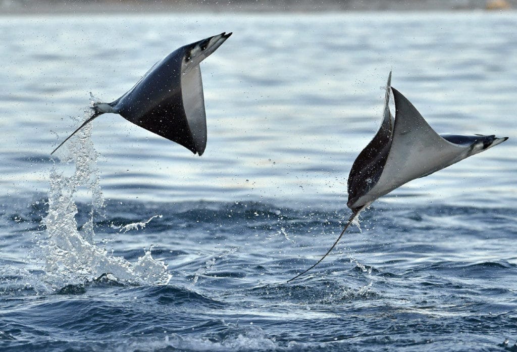Mobula rays jumping out of the water in the Sea of Cortez.