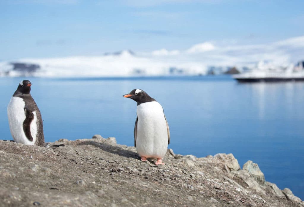Silversea Expeditions can show you Antarctica's penguins.