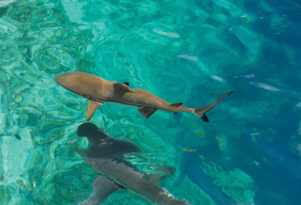 Guests might glimpse black tipped reef sharks on this Guadalcanal cruise.