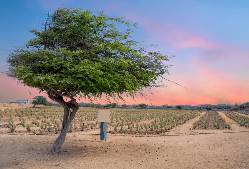 Visit and aloe plantage on Aruba island in the Caribbean.