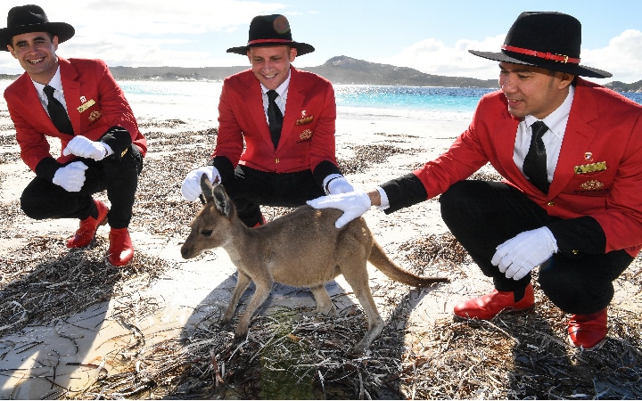 Cunard bellboys meet a kangaroo.