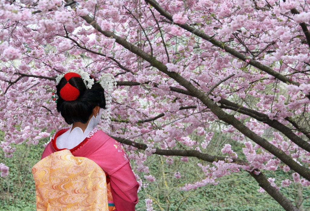 Witness the cherry blossoms bloom in Tokyo.