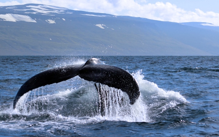 Silversea whale watching cruises yield blue whale sightings.