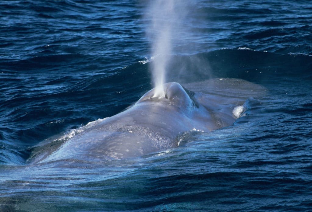 The endangered, 170 tonne blue whale is the largest animal on Earth.