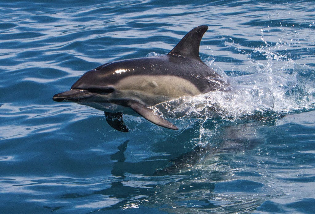 Silver Muse guests spotted many dolphins (Photo: Glen Overington).