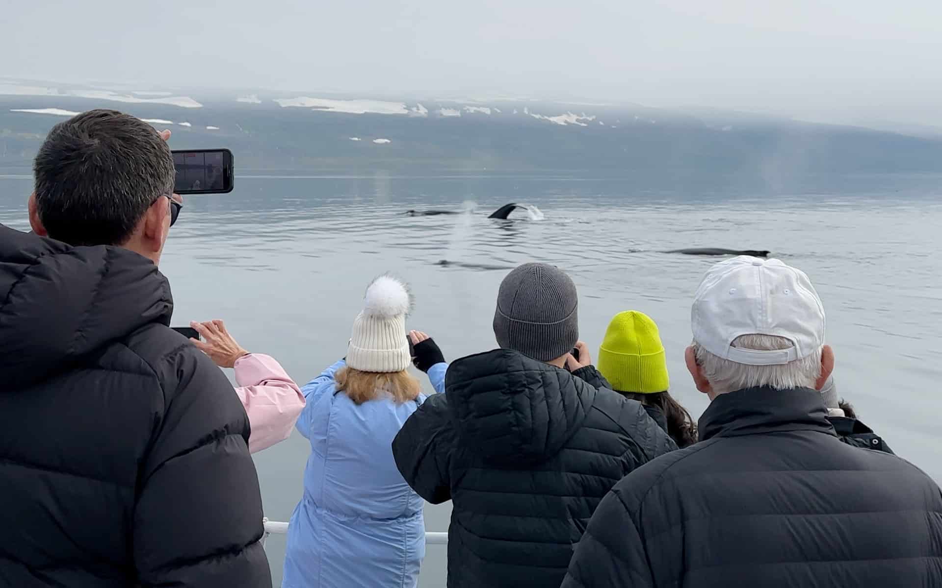 A whale wachting excusrion in Iceland.