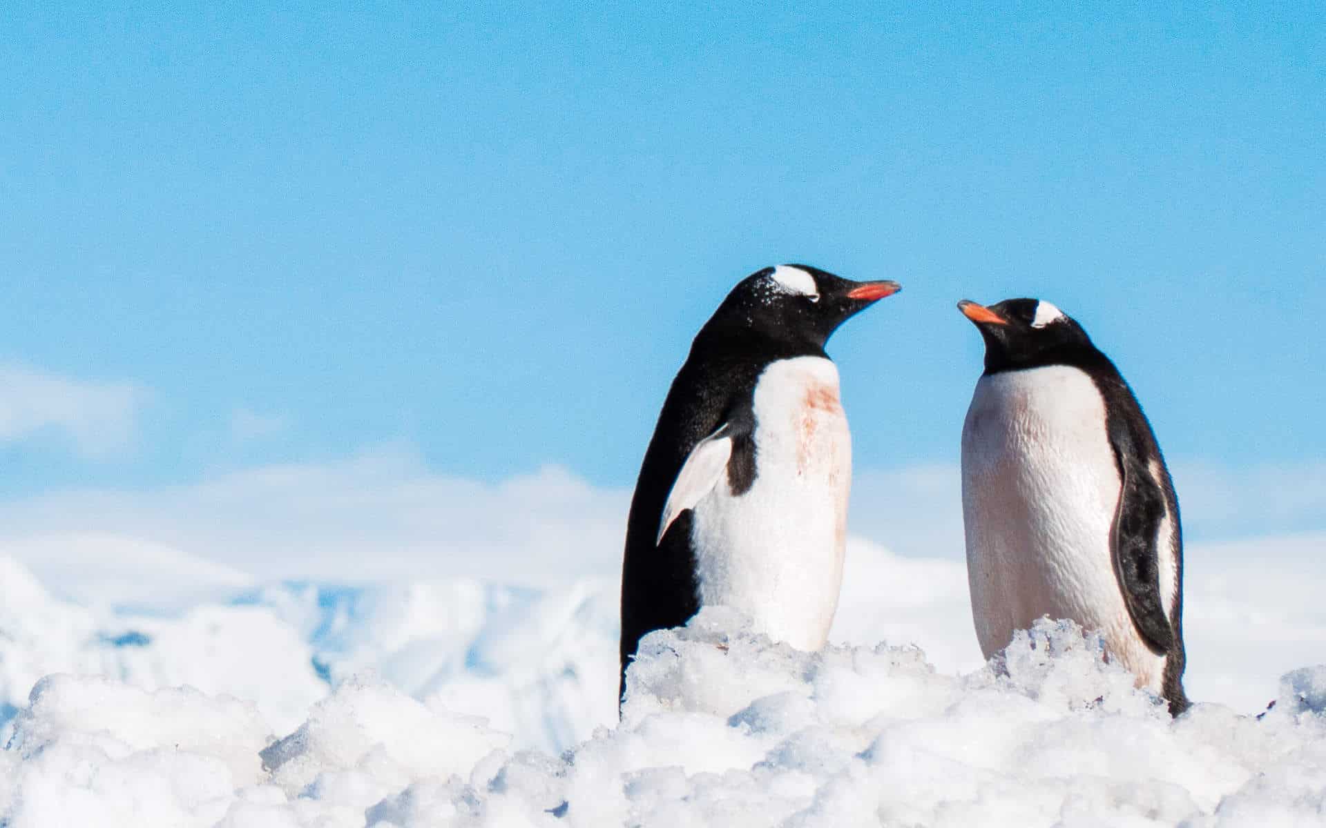 The Ponant Antarctic return encounered penguins and other wildlife.