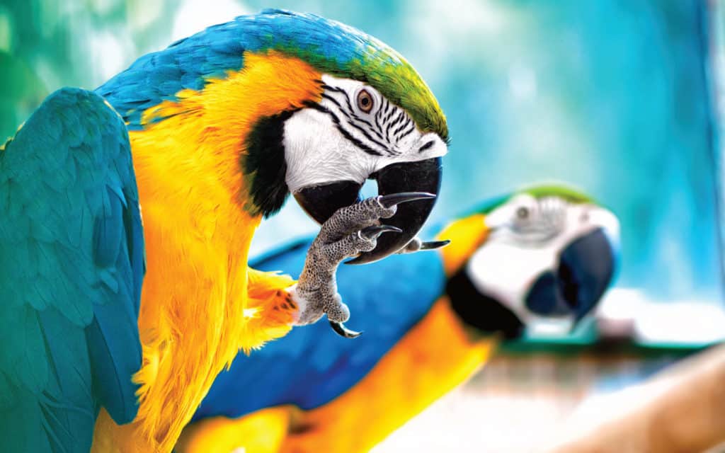 Macaw parrots in South America.