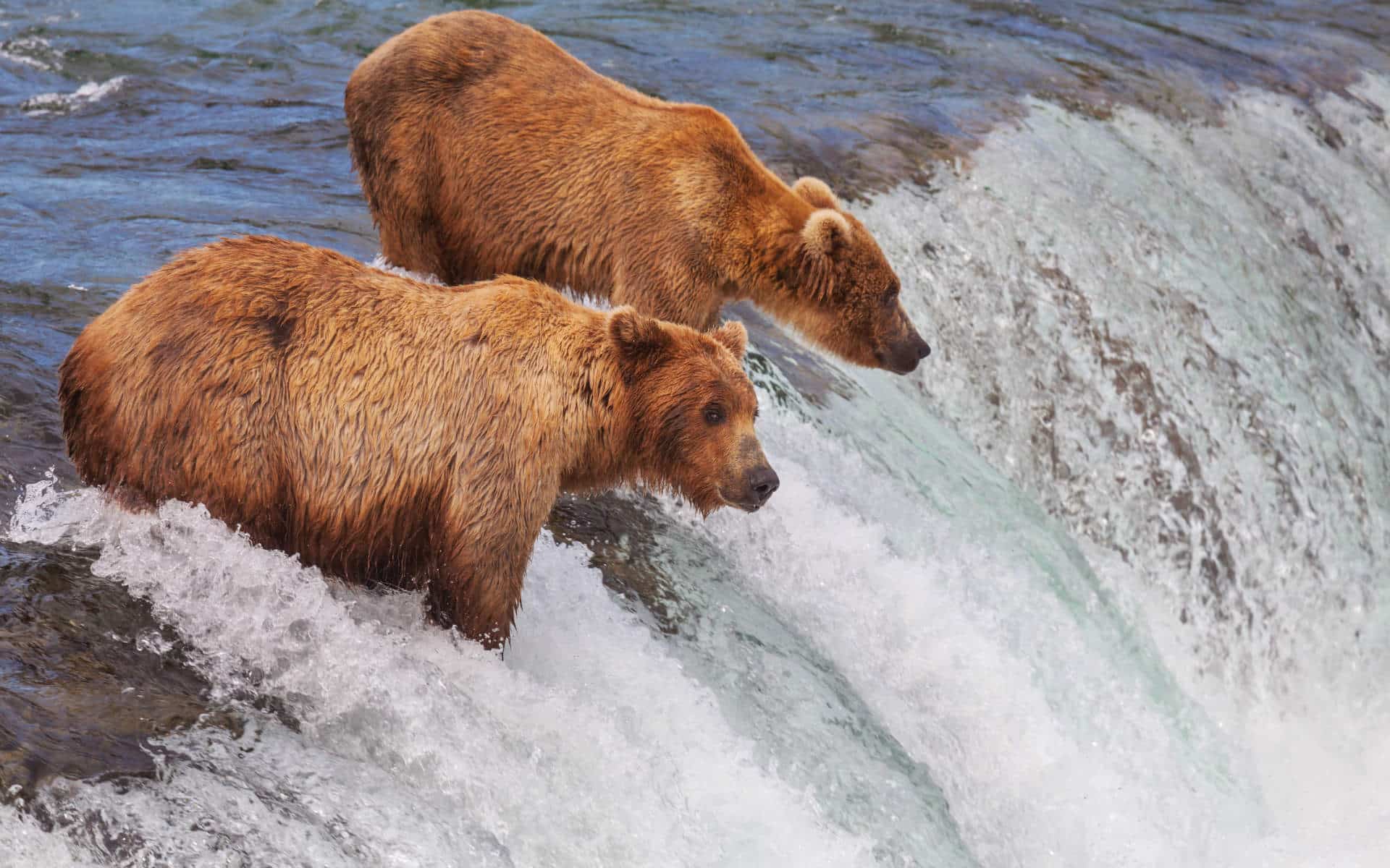 Bears wait to catch salmon in Alaska.