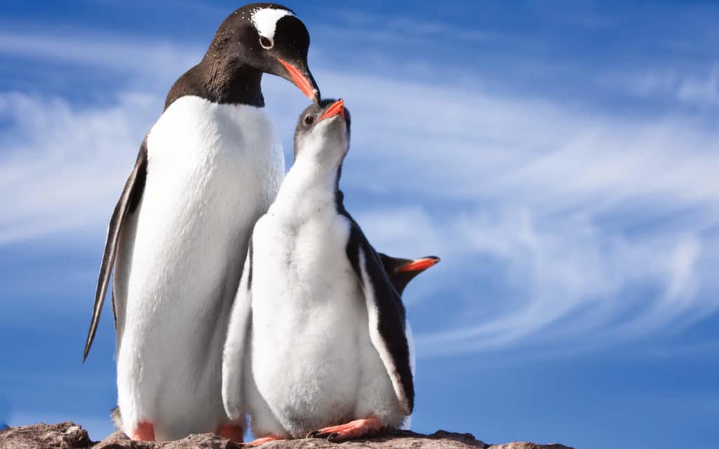 Penguins in Antarctica.