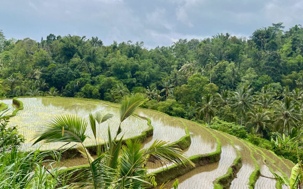 UNESCO listed Rice Terraces of Bali, Indonesia.