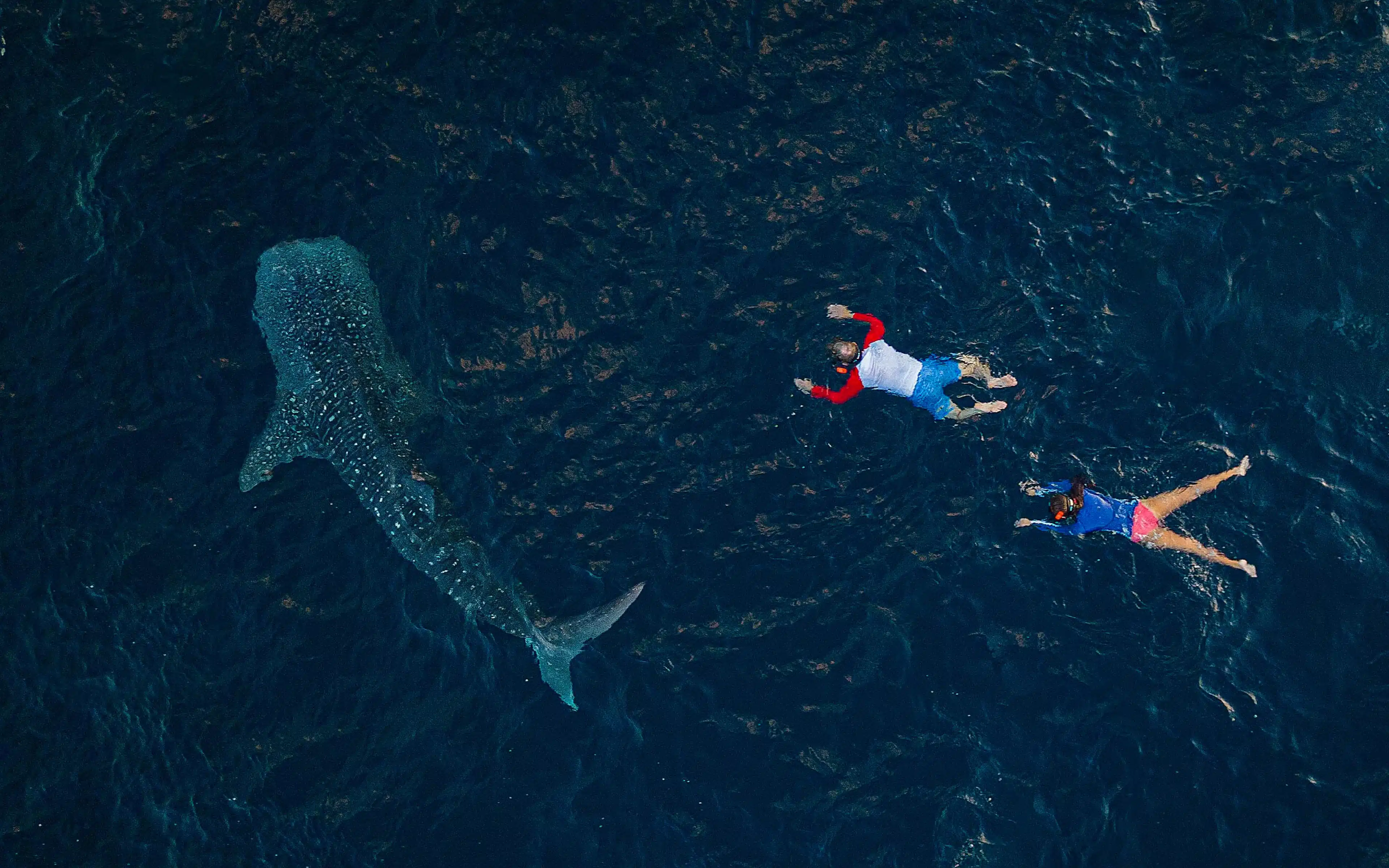 A male and female snorkelling with whale sharks.
