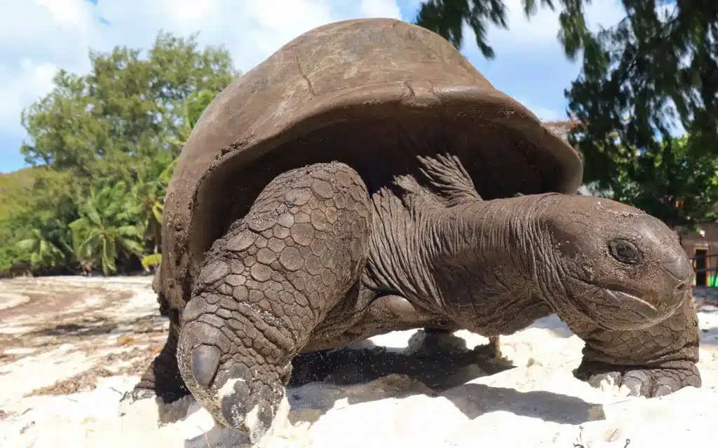 Giant tortoise crawling on a white sand beach in its natural habitat in the Seychelles.