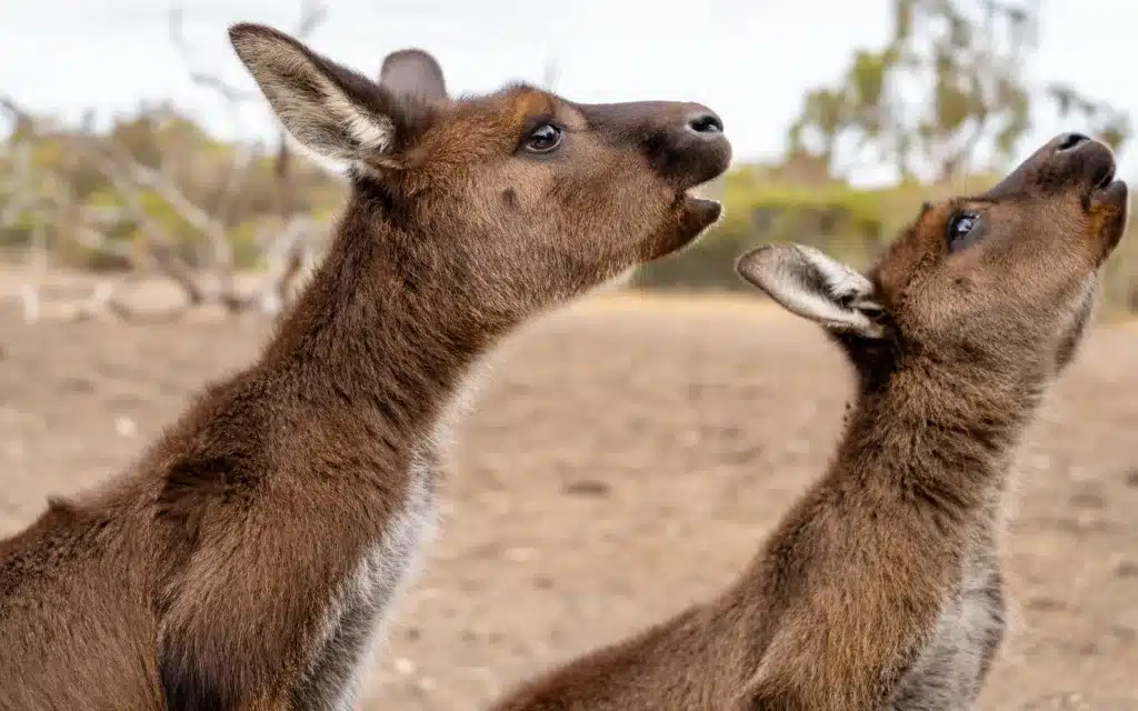 Kangaroos on Kangaroo Island, Australia.
