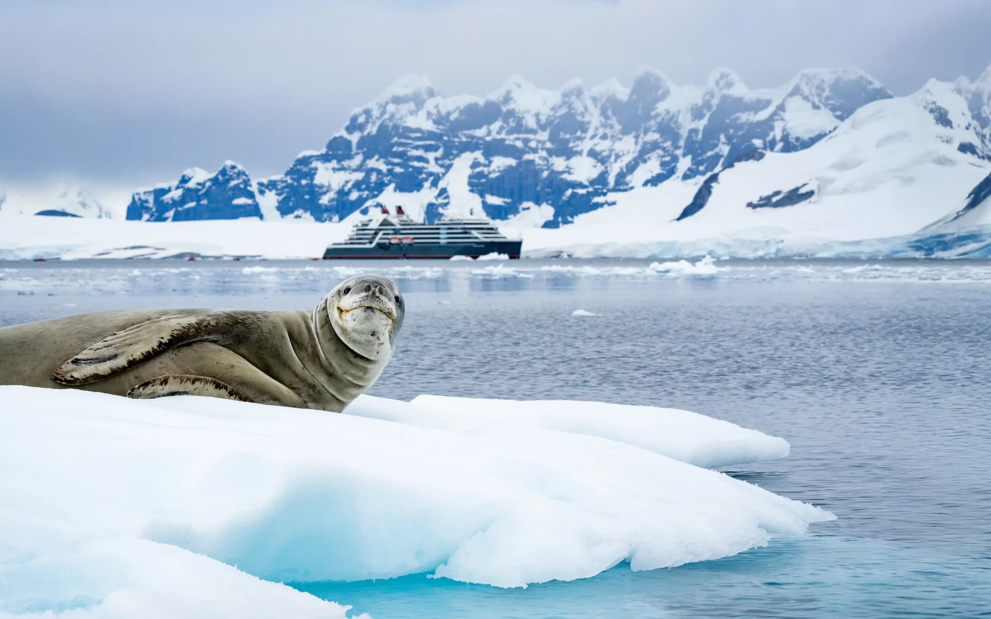 A sea lion in the foreground, with Seabourn Venture in the background.