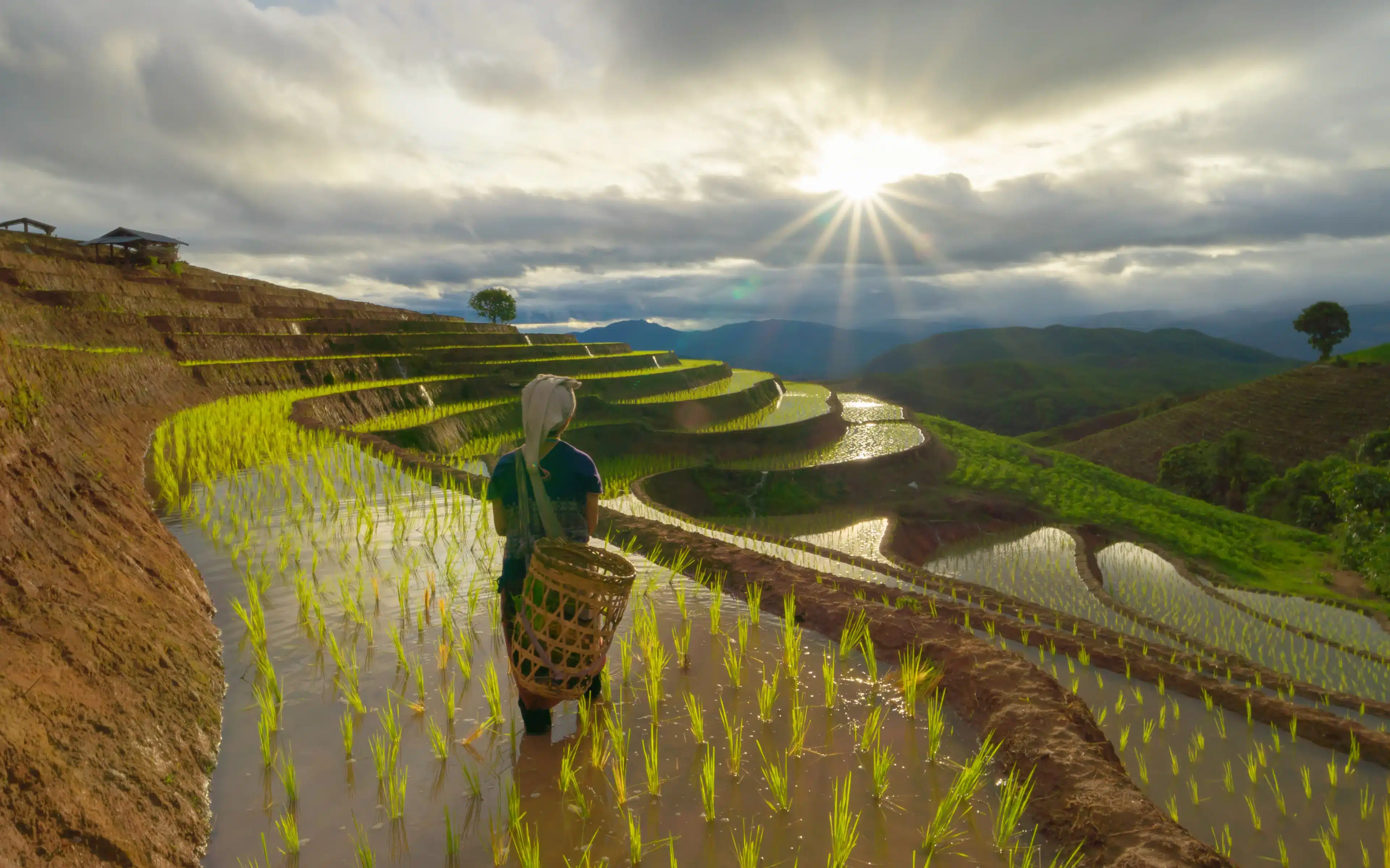 A woman looks across the rice paddies of Bali, Indonesia.
