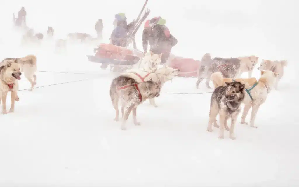 Greenland, ski tourer with huskies.
