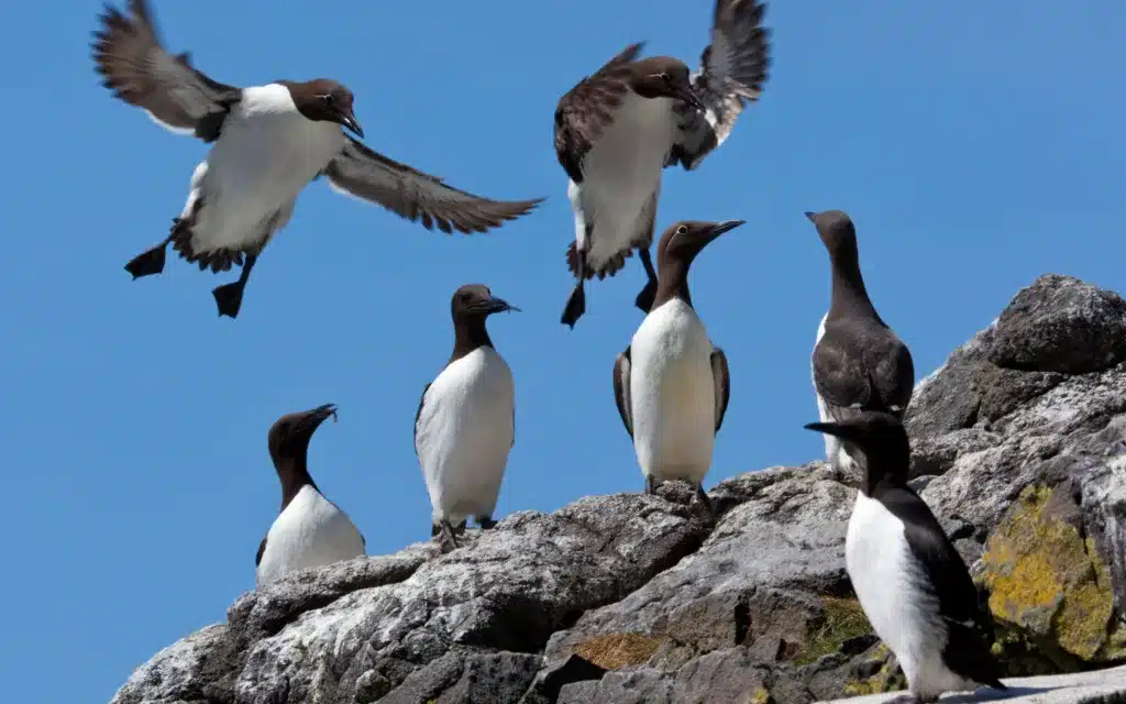 Nesting guillemot birds.