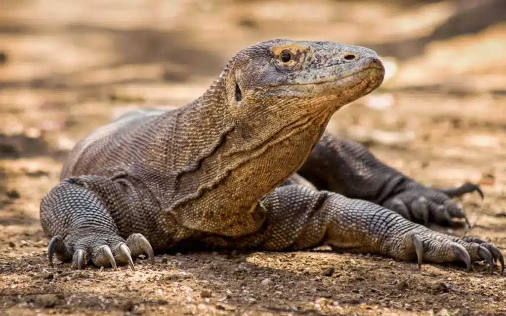 A komodo dragon in Indonesia.