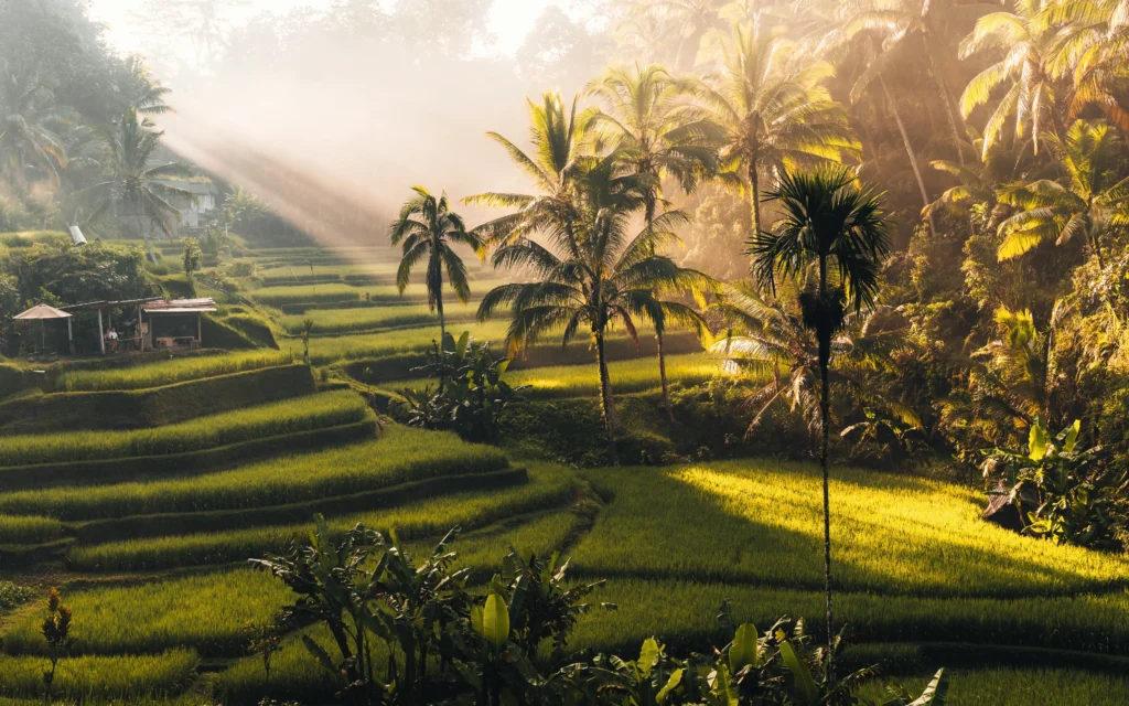 The UNESCO listed rice terraces in the hills of Bali, Indonesia.