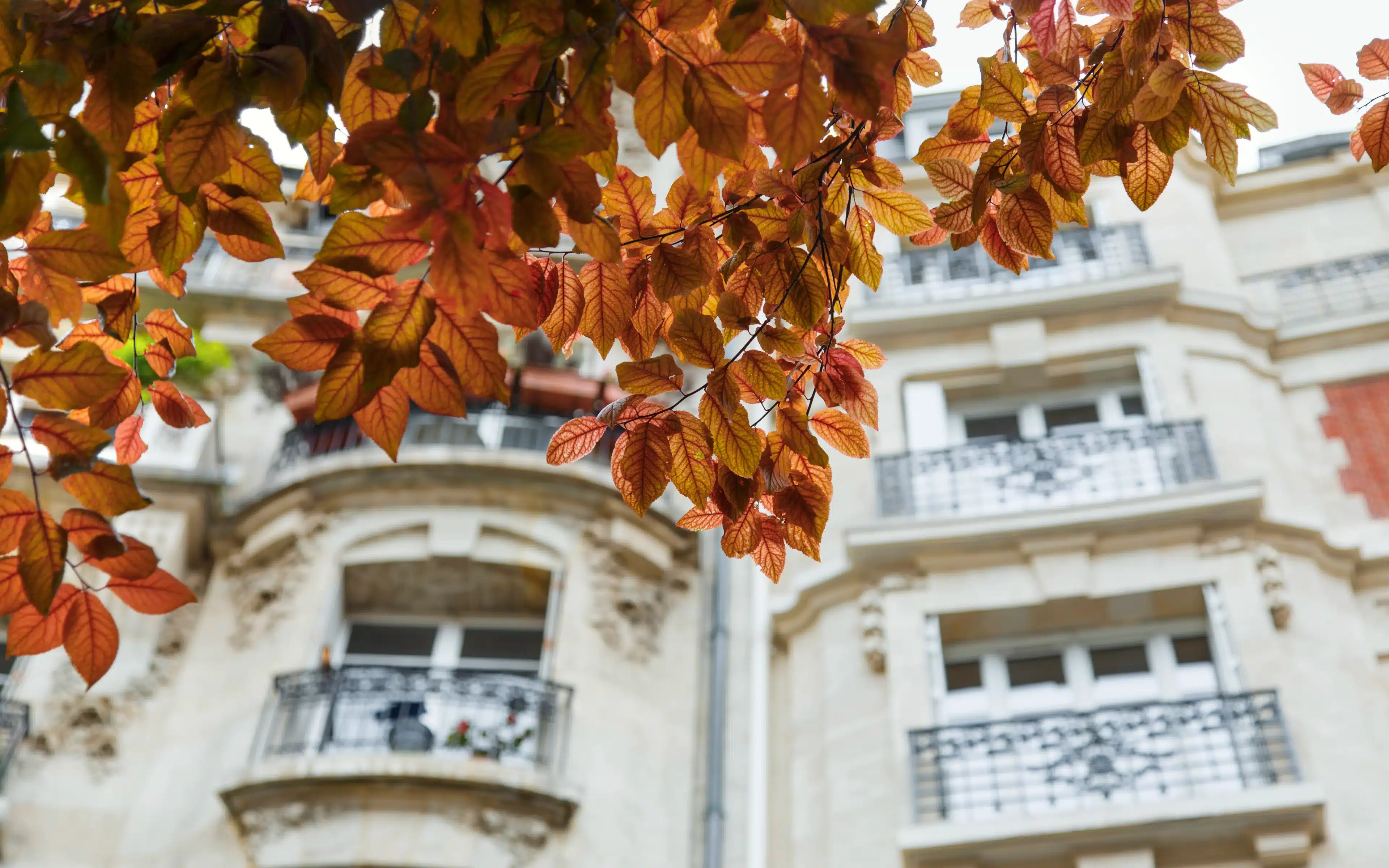 Autumn leaves frame a Parisian apartment building facade