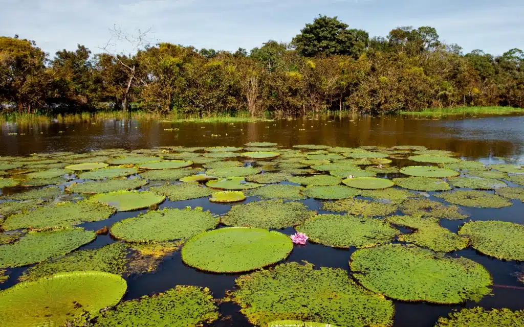 Giant Amazon water lilies floating on a still river with a single pink flower
