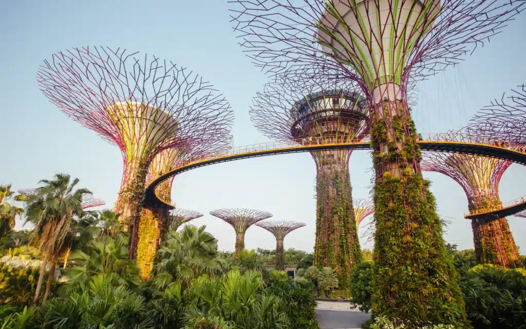 Supertrees linked by an elevated skyway rising above tropical plantings at Gardens by the Bay in Singapore