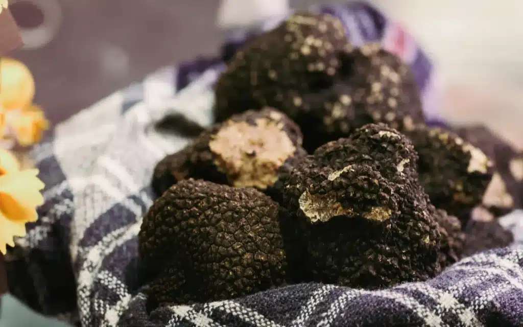 Close-up of fresh black truffles resting on a blue and white checked cloth